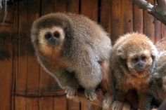 two small monkeys sitting on top of a tree branch in front of a wooden wall