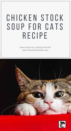 chicken stock soup for cats recipe book cover with cat peeking over the top of a red table cloth