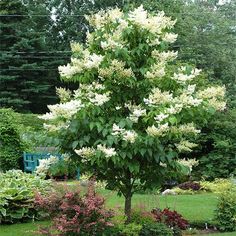 a tree with white flowers in a garden