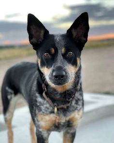 a black and brown dog standing on top of a cement ground next to a field