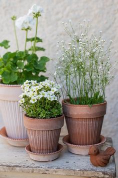 three potted plants sitting on top of a wooden table next to each other with white flowers in them