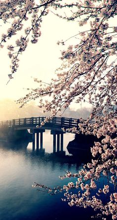 a bridge over a body of water with pink flowers in the foreground and sun behind it