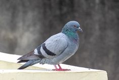 a pigeon sitting on top of a white ledge