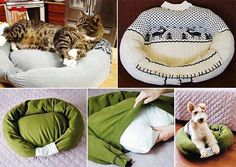 there are many pictures of cats and dogs in this page