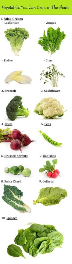 vegetables that can grow in the shade