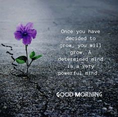 a purple flower sitting on the ground with a quote above it that says, once you have decided to grow, you will be determined