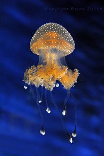 an orange and white jellyfish floating in the water