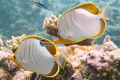 two yellow and white fish swimming in the water near some corals with other sea life