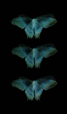 three blue moths are shown in the dark