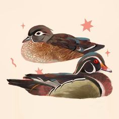 two wood ducks sitting side by side on a white surface with stars in the background