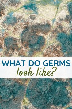 the words what do germs look like? in front of a map with trees