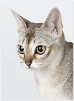 a close up of a cat with green eyes looking at the camera while standing in front of a white background