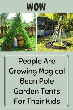 people are growing magic bean pole garden tents for their kids