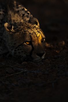 a cheetah laying on the ground in the dark with its head turned to the side