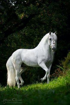 a white horse standing on top of a lush green field next to trees and bushes