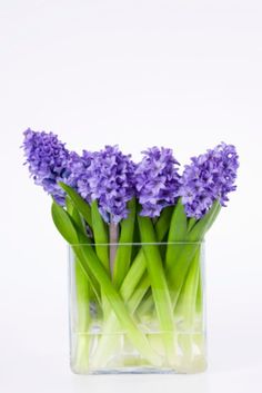 purple flowers are in a clear vase on a white surface, with green stems sticking out from the bottom