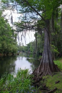 a large tree sitting next to a river in the middle of a lush green forest