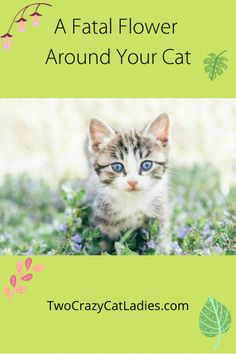 a small kitten with blue eyes sitting in the grass and looking at the camera text reads, a fatal flower around your cat