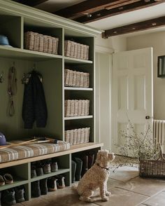 a dog sitting on the floor in front of a green bookcase filled with shoes