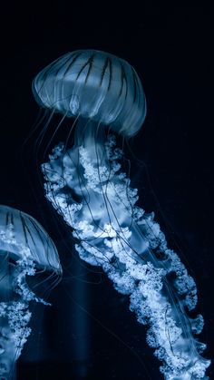 two jellyfish are swimming in the water at night, one is white and the other is blue