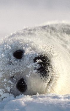 a baby seal laying in the snow on top of it's back legs and head