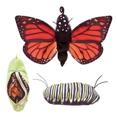 three different types of butterfly and caterpillars, one with orange wings the other black