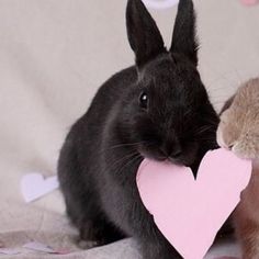 two rabbits are sitting next to each other and one has a paper heart in its mouth