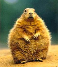 a large brown animal sitting on top of a sandy ground