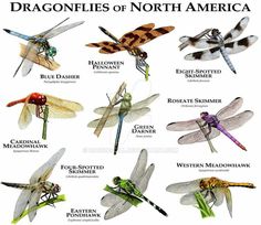 an image of dragonflies of north america