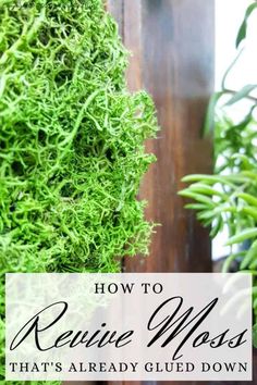 moss growing on the side of a wooden fence with text overlay how to reuse moss that's already glue down