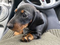 a small black and brown dog laying on top of a car seat