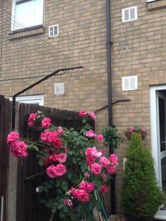 some pink flowers are in front of a brick building