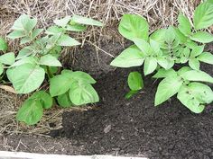 some plants are growing in the dirt