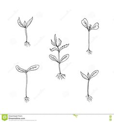 four different stages of plant growth from seed to flower stock photo - image 347984