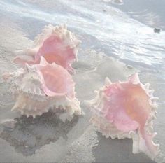 three seashells on the beach with water in the background