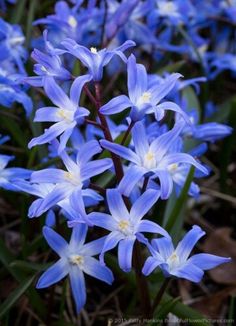 some blue flowers are growing in the grass