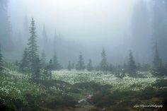 a foggy forest filled with lots of trees and white wildflowers in the foreground