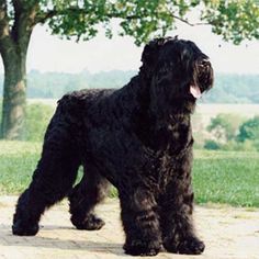 a black russian terrier standing in the street