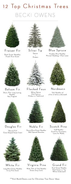 different types of christmas trees are shown in this graphic diagram, which shows the average amount of