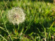 a dandelion sitting in the middle of some grass