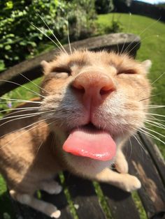 an orange and white cat sticking its tongue out on a wooden bench in the grass