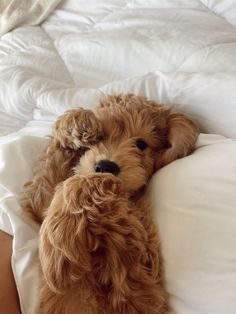 a small brown dog laying on top of a white bed covered in blankets and pillows