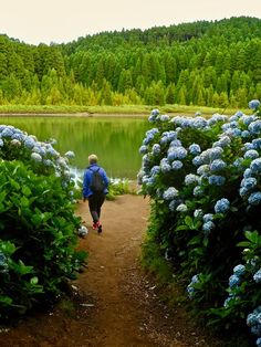 a person walking down a dirt path next to blue flowers