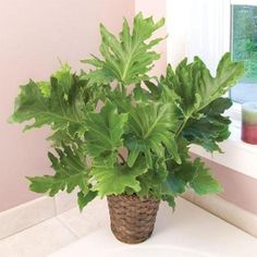 a potted plant sitting on top of a white sink next to a window in a bathroom