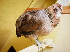 a brown and white bird sitting on top of a wooden ledge next to a window