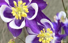 purple and white flowers with yellow stamens