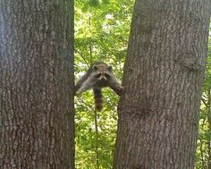 a raccoon climbing up the side of a tree in a forest with words on it