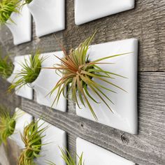 several air plants are hanging on the wall