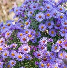 purple flowers are blooming in the garden