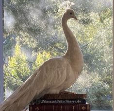 a white peacock sitting on top of two books in front of a window with trees outside